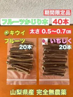 【期間限定品】40本キウイ　いちじく　フルーツかじり木2種類0.5〜　無農薬