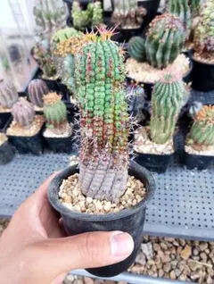 極美/超大株/塊根植物】ステファニア スベローサ 超巨大株 鉢植え