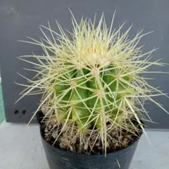 Shohachi Zushi様 リクエスト 3点 まとめ商品