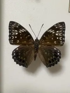 2026年最新】蝶の人気アイテム - メルカリ