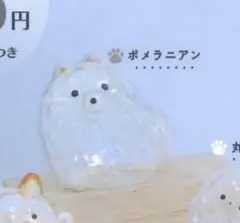 うちの子のけだまだま　犬のけだまだま　『ポメラニアン』
