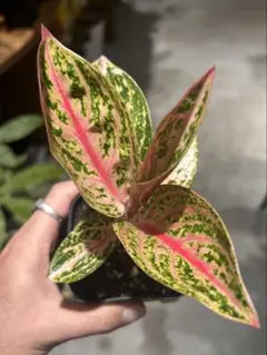 れい様 リクエスト 2点 まとめ商品