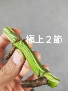 ホワイトタイガー　茎伏せ A30】斑入りモンステラ ホワイトタイガー 茎伏せ用カット茎 成長点2つ
