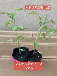 勝行様 リクエスト 5点 まとめ商品