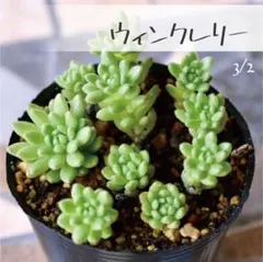 ふくふく亭⑅︎◡̈︎*プロフ必読様 リクエスト 4点 まとめ商品