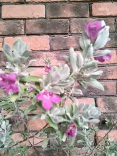 メルカリ便発送‼︎　レイオブライト　変わり斑 4株カット苗 2025年最新】PWトレニアの人気アイテム - メルカリ