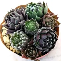 2026年最新】センペルビウムの人気アイテム - メルカリ