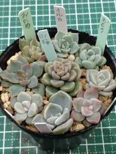 2026年最新】つぶつぶ屋 小梅の人気アイテム - メルカリ