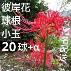 彼岸花球根【15球】 ヒガンバナ 赤色 リコリス 曼珠沙華② - メルカリ