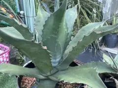 サルミアナ　フェロックス　グリーンジャイアント　希少　特典付き 2025年最新】アガベ グリーンジャイアントの人気アイテム - メルカリ