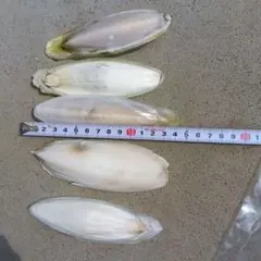 カトルボーン（コウイカ類の甲を乾燥させたもの）のサムネイル