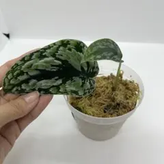 2026年最新】スキンダプサス トリカラーの人気アイテム - メルカリ
