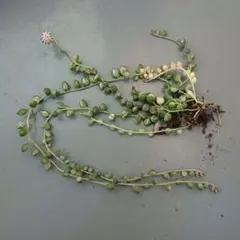 斑入りグリーンネックレス⑧