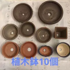 小さな植木鉢 10個　盆栽　山野草