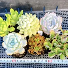 2026年最新】多肉植物 韓国苗 セットの人気アイテム - メルカリ