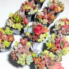 2026年最新】そのまま飾れる多肉植物 寄せ植えの人気アイテム - メルカリ