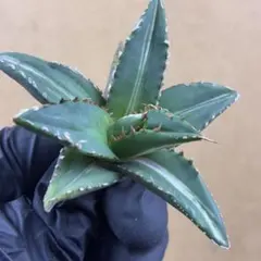 2025年最新】チタノタ 狼人の人気アイテム - メルカリ