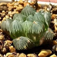 34 ハオルチア 水中月錦 オブツーサ錦 多肉植物 糊斑 極上斑 鮮明錦