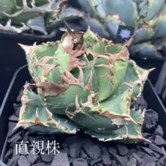 だだ様 リクエスト 4点 まとめ商品