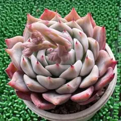 2026年最新】リンゼアナ×ざわわの人気アイテム - メルカリ