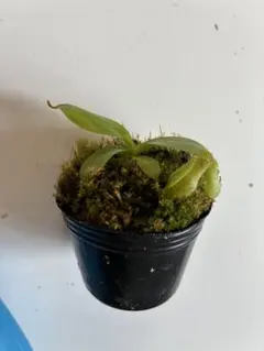 Nepenthes veitchii hyb. 食虫植物 ネペンテス ビーチ - メルカリ