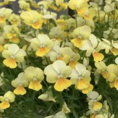 【お値下げ中！増量しました】小輪ビオラ　ビオラ　イエロー　種　約30粒＋α