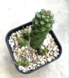 ユーフォルビア モンアデニウム モナデニウム 多肉植物 塊根植物