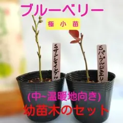 Y.N様 リクエスト 2点 まとめ商品