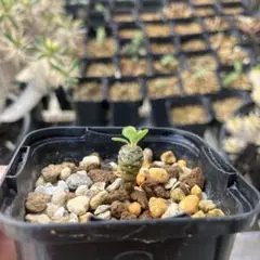 ドルステニア ジプソフィラ 実生 多肉植物 サボテン パキポディウム