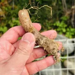 パキプス パワータンク 11本セット - メルカリ