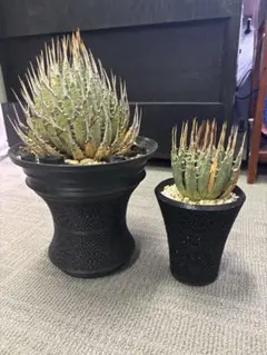 2026年最新】エボリスピナ 発根済の人気アイテム - メルカリ