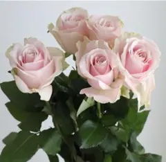 バラ苗 薔薇苗 ピンク 切り花 挿木苗　スイートアバ**②