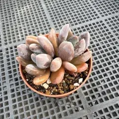 2026年最新】多肉植物 紫麗殿錦の人気アイテム - メルカリ