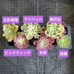 現品のみ◇アエオニウム カット苗 五彩瑠璃 雨花石 女妖 緑魔 ほか