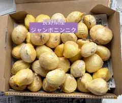 長野県産 ジャンボニンニクのサムネイル