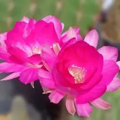 クゥとチャチャ様 リクエスト 2点 まとめ商品