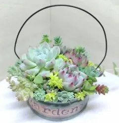そのまま飾れる 多肉植物 チワワエンシス【カーキ】 リメイク缶 B054