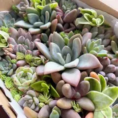 【現品/匿名配送】 韓国苗入り寄せ植えセット　カット苗　訳あり