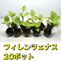 2026年最新】ナス 苗 フィレンツェの人気アイテム - メルカリ