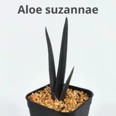 2026年最新】スザンナエの人気アイテム - メルカリ