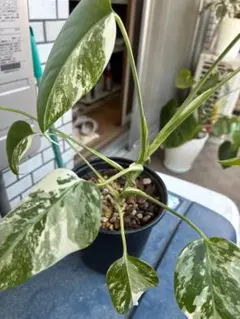 超希少❣️ Piper ornatum Pink Variegated ピペル - メルカリ