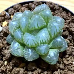 コレクタ錦 超美株 ハオルチア 観葉植物 40 - メルカリ