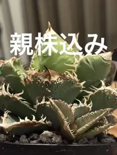 アガベ チタノタ 麻花龍 マカロン 子株 lize株① - メルカリ