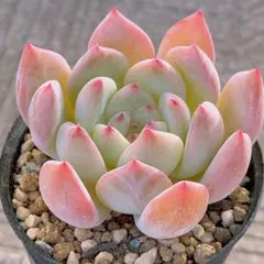 2025年最新】多肉 チワワエンシスの人気アイテム - メルカリ