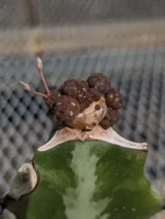 【珍品】ユーフォルビア チャールズウィルソニアナ 多肉植物 サボテン 塊根 希少のサムネイル
