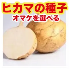 狸の親方様 リクエスト 2点 まとめ商品