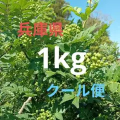 山椒の実 2kg 愛媛県産農薬不使用 本日収穫 まだまだ柔らかい白い実