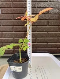 457 バラ バラ挿し木苗 ER ぼ - メルカリ