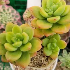 はるはれ様 リクエスト 3点 まとめ商品