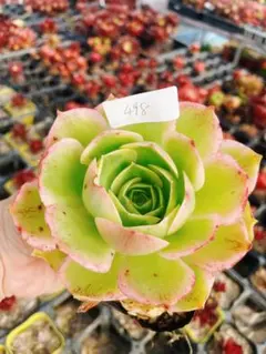 67#観葉植物ア工オニウム錦❤️レッド富士❤️青花瓷❤️1大頭2小頭